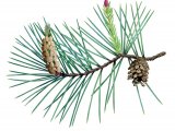 Illustration of Scots Pine cone & flowers (Pinus sylvestris) (#4045)