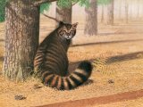 Illustration of Scottish Wildcat (Felis silvestris) (#3661)