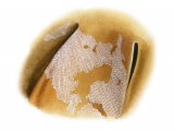 Illustration of Sea Mat (Bryozoan) (#4279)