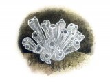 Illustration of Sea Squirt (Clavelina lepadiformis) (#1855)