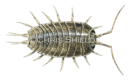 Illustration of Sea slater (Ligia oceanica) (#0352)