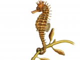 Illustration of Seahorse (maned) Hippocampus ramulosus (#0170)