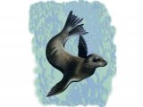 Illustration of California Sea Lion (Zalophus californianus) (#0881)