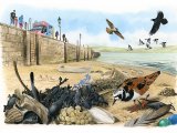 Illustration of Seashore Strandline (#3632)