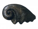 Illustration of Seasnail Fossil (Platyceras) (#0112)
