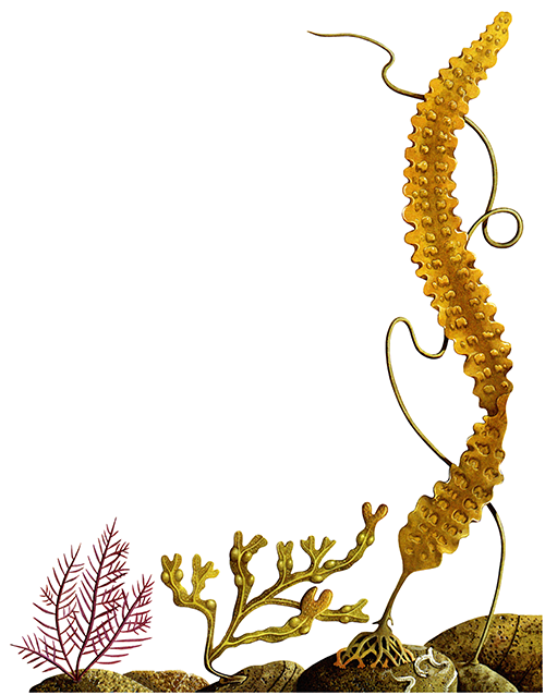 Illustration of Seaweeds (General) (#0773)