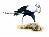 Illustration of Secretary Bird (Sagittarius serpentarius) (#0443)