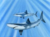 Illustration of Blue shark (Prionace glauca) (#0062)