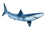 Illustration of Blue shark (Prionace glauca) (#2714)
