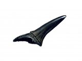 Illustration of Shark Tooth Fossil (#0685)