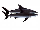 Illustration of Sharks - Mako (bottom) Porteagle (top) (#1004)