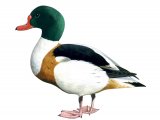 Illustration of Shelduck (Tadorna tadorna) (#1823)