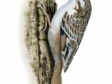 Illustration of Short-toed Treecreeper (Certhia brachydactyla) (#4298)