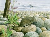 Illustration of Shrew (Lesser White-toothed) Crocidura suaveolens (#2101)