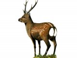 Illustration of Sika Deer (Cervus nippon) (#3426)