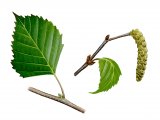 Illustration of Silver Birch leaf & catkin (Betula pendula) (#1003)