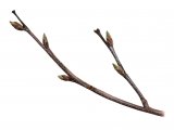 Illustration of Silver Birch twig (Betula pendula) (#4334)