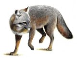 Illustration of Fox (Silver) urocyon cinereoargenteus (#0583)
