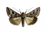 Illustration of Silver Y (Autographa gamma) (#1134)
