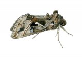 Illustration of Silver Y (Autographa gamma) (#1548)
