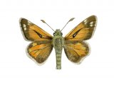 Illustration of Silver-spotted Skipper (Hesperia comma) (#2968)