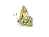 Illustration of Silver-spotted Skipper (Hesperia comma) (#2969)