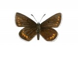 Illustration of Silver-studded Blue female (Plebejus argus) (#2965)
