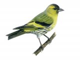 Illustration of Siskin (Carduelis spinus) (#1181)