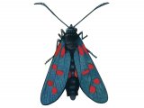 Illustration of Burnet Moth (Six-spot) Zygaena filipendulae (#3467)