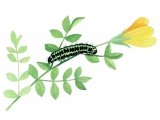 Illustration of Six-spot Burnet Moth Caterpillar (Zygaena filipendulae) (#2527)