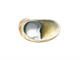 Illustration of Slipper Limpet (American) Crepidula fornicata (#2345)