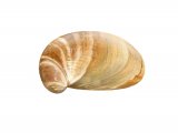 Illustration of Slipper Limpet (American) Crepidula fornicata (#1977)