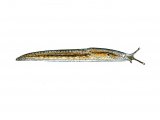 Illustration of Slug (Dusky) Arion subfuscus (#0610)