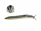 Illustration of Slug (Garden) Arion hortensis agg. (#0597)