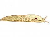 Illustration of Slug (Generic) (#0621)