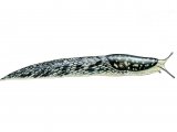 Illustration of Slug (Green Irish) Limex maculatus (#0619)