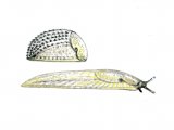 Illustration of Slug (Hedgehog) Arion intermedus (#0611)