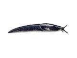 Illustration of Slug (Jet) Milax gagates (#0615)
