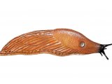 Illustration of Slug (Large Black-orange form) Arion ater (#0602)
