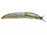 Illustration of Slug (Lusitanian) Arion lusitanicus (#0605)