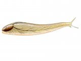 Illustration of Slug (Maug's) Testacella maugei (#0631)