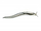 Illustration of Slug (Tree) Lehmannia marginata (#0622)