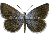 Illustration of Small Blue male (Cupido minimus) (#1431)
