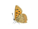 Illustration of Small Copper (Lycaena phlaeas) (#1385)