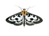 Illustration of Small Magpie Moth (Eurrhypara hortulata) (#2056)