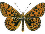 Illustration of Small Pearl- boardered Fritillary (Boloria selene) (#0326)