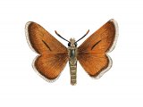 Illustration of Small Skipper (Thymelicus sylvestris) (#2560)