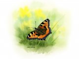 Illustration of Small Tortoiseshell (Aglais urticae) (#0330)