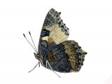Illustration of Small Tortoiseshell (Aglais urticae) (#2584)