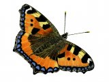 Illustration of Small Tortoiseshell (Aglais urticae) (#3386)